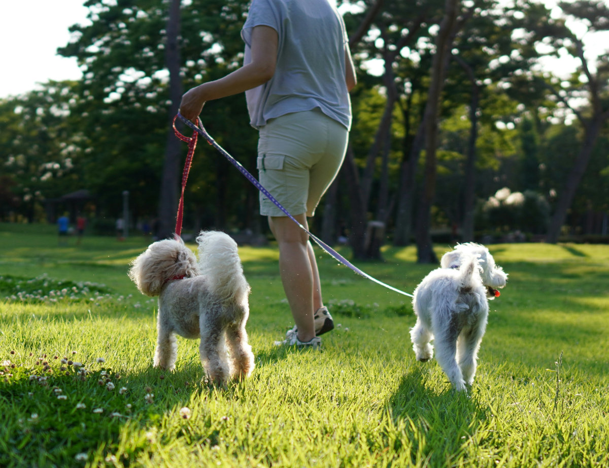 Happy, smiling, adolescent golden retriever sitting on a lawn and looking at the camera.