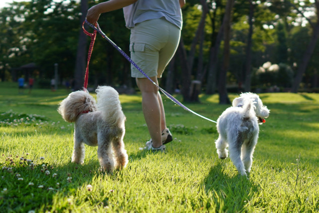 Ruff Pooch Lead Walking Course in Redhouse Community Centre, Swindon, Wiltshire Promo image for Ruff Pooch Lead Walking Training Course showing a man walking two dogs on a lead in a park in a relaxed manner, with the dogs walking calmly beside him.
