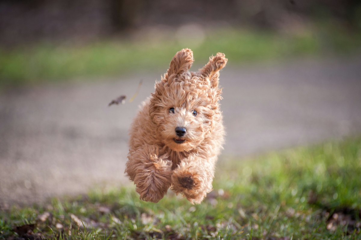 You'll love the Ruff Pooch Teen Tails course for these reasons (and more)! Happy, smiling, adolescent golden retriever sitting on a lawn, tired out from training and playing.