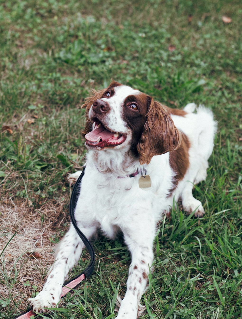 Teach your pooch how to walk nicely on the lead Picture of a happy spaniel dog laying in grass and awaiting a cue.