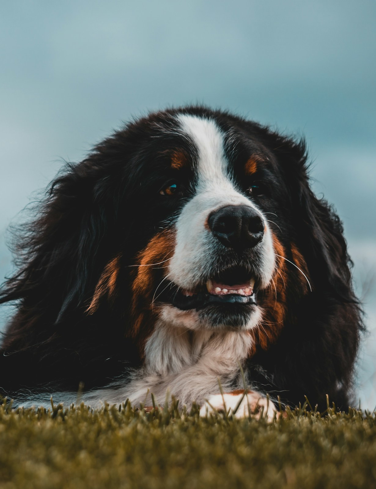 Build your dog's confidence and eliminate their anxiety through positive training. Picture of a shy dog laying in grass.