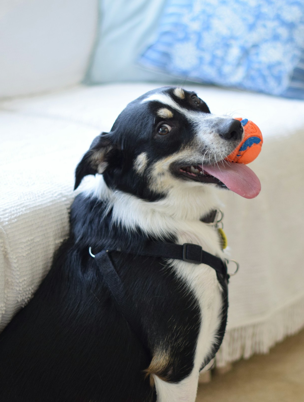 Let me help you prepare for bringing a rescue dog into your home. Picture of a happy dog with a ball in its mouth.