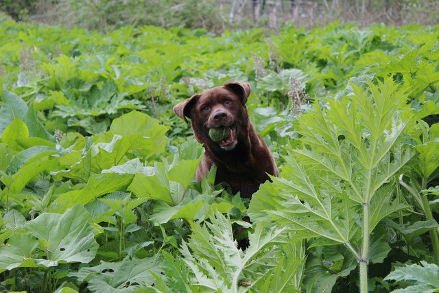 Transported in an air-conditioned van to an exciting location for quality enrichment and a good level of exercise Image of a dog on a walk on an adventure walk in a forest