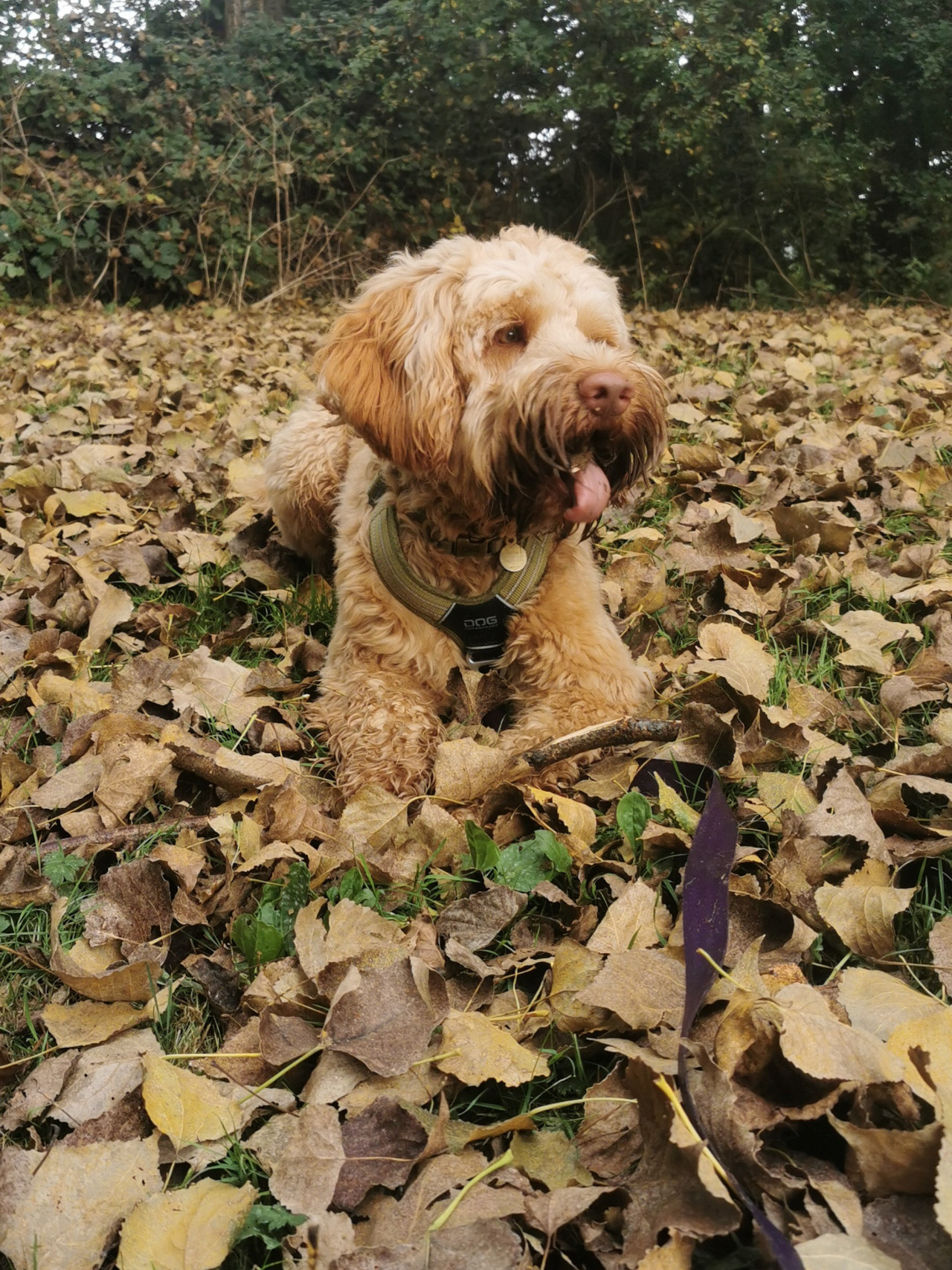 Picture of Alf the dog laying happily in leaves and panting
