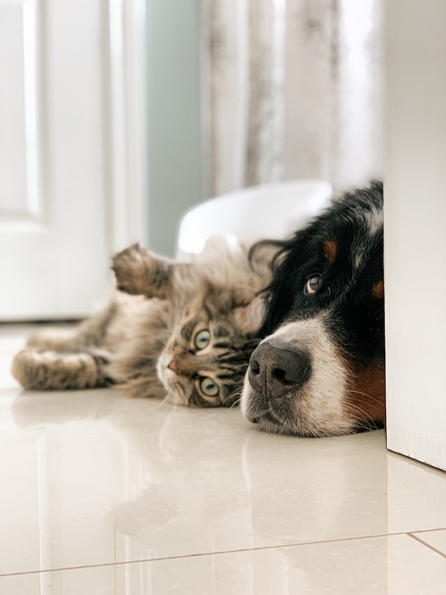 Make sure your pets are safe, fed, and entertained while you're away. A picture of a dog laying on his favourite blanket, looking at the camera.