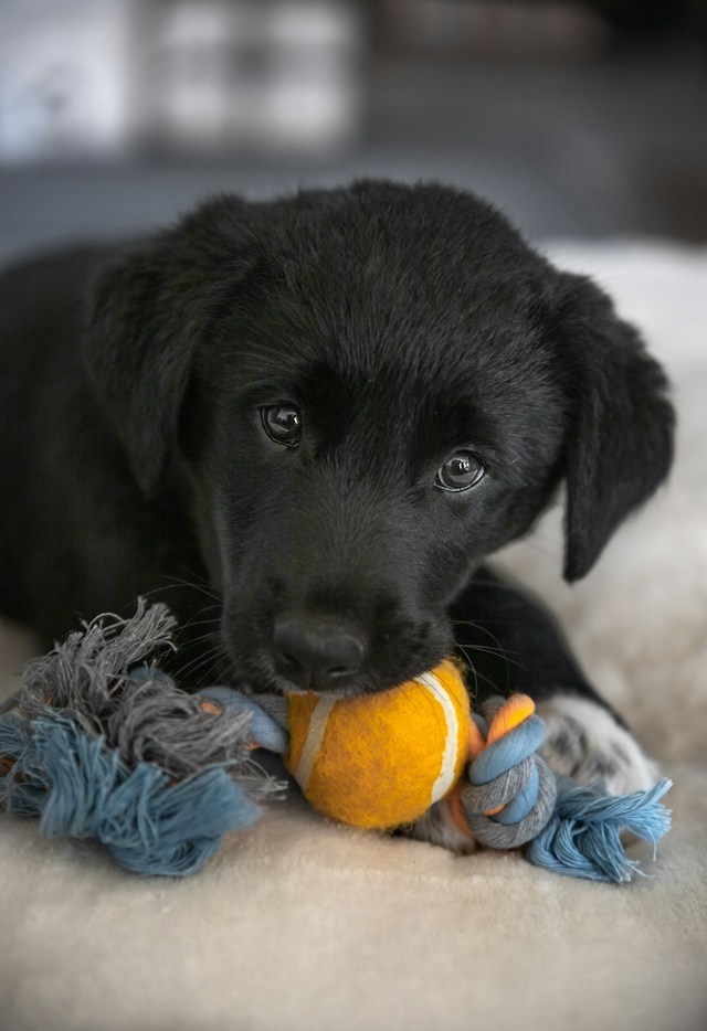 Keep your puppy's development stimulated, even when you're away! Picture of a puppy playing with a chew toy.