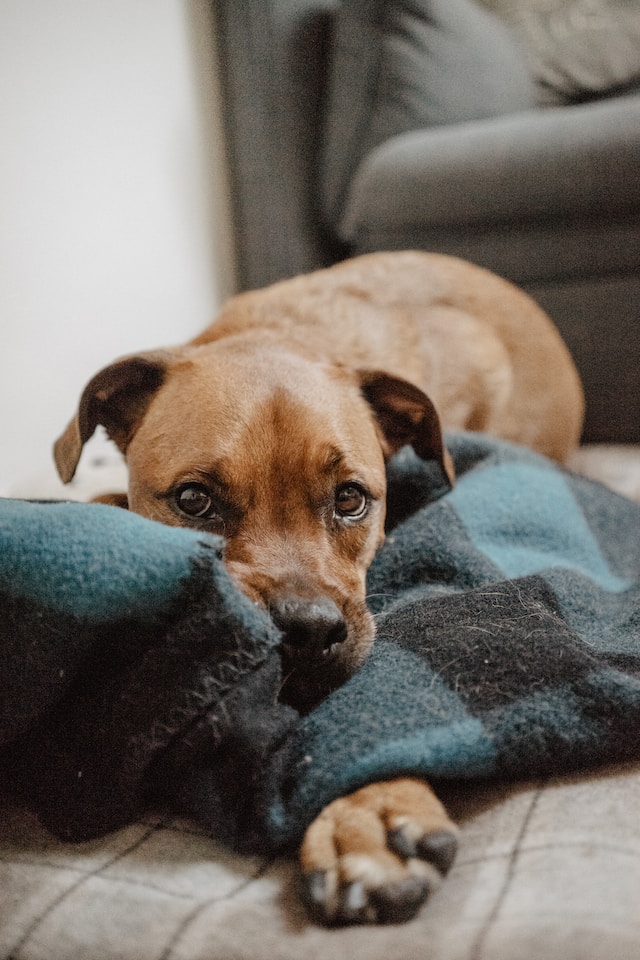 Ease your pet's anxiety when you need to be away from them A picture of a dog laying on his favourite blanket, looking at the camera.